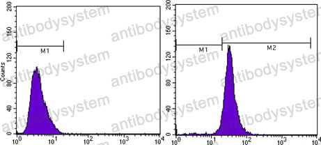 Anti-ACTB/β-actin/Beta Actin Antibody (R3N80)
