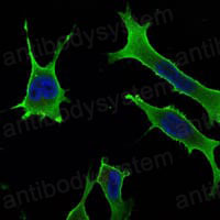 Anti-RAB10 Antibody (R3N86)