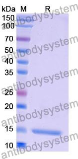 Anti-Human CD184/CXCR4 Nanobody (SAA1262)