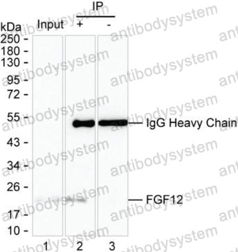 Anti-FGF12 Antibody (R3N90)