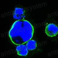 Anti-ISL1 Antibody (R3N91)
