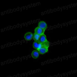 Anti-ISL1 Antibody (R3N92)
