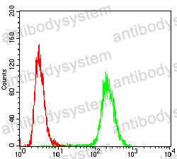 Anti-RHOA Antibody (R3N93)
