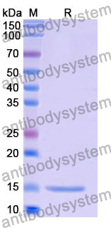 Anti-Human LYZ Antibody (SAA1157)