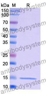 Anti-Human LYZ Nanobody (SAA1052)