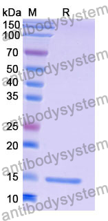 Anti-Human LYZ Nanobody (SAA1053)