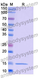 Anti-Human LYZ Nanobody (SAA1112)