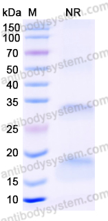 Anti-Human B2M/Beta-2-microglobulin Nanobody (SAA1047)