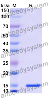 Anti-Human B2M/Beta-2-microglobulin Nanobody (SAA1171)