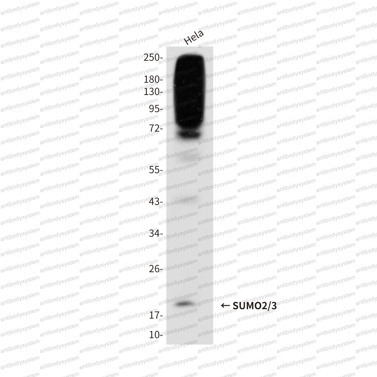 Anti-SUMO2/3 Antibody (R3N97)