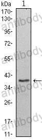Anti-WDR5 Antibody (R3N98)