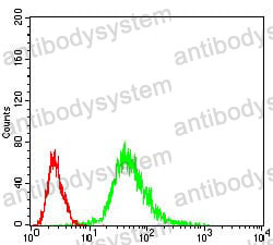 Anti-PPP1CB Antibody (R3P04)