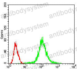 Anti-PPP1CB Antibody (R3P05)