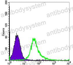 Anti-SMA/ACTA2 Antibody (R3P10)