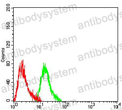 Anti-SMA/ACTA2 Antibody (R3P11)