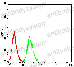 Anti-SMA/ACTA2 Antibody (R3P14)