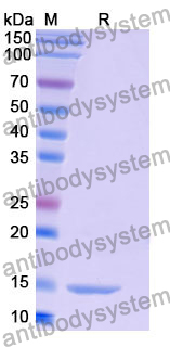 Anti-Human RHOB Nanobody (SAA0880)