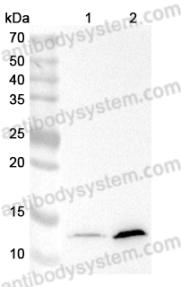 Anti-Human Di-acetylated histone H4/H4K5acK8ac Antibody (2A7D9)