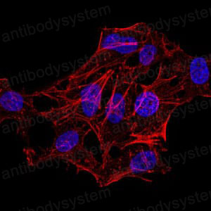 Anti-HIST2H4A (20Me) Antibody (R3P18)
