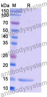 Anti-Human PPIA Nanobody (SAA1329)