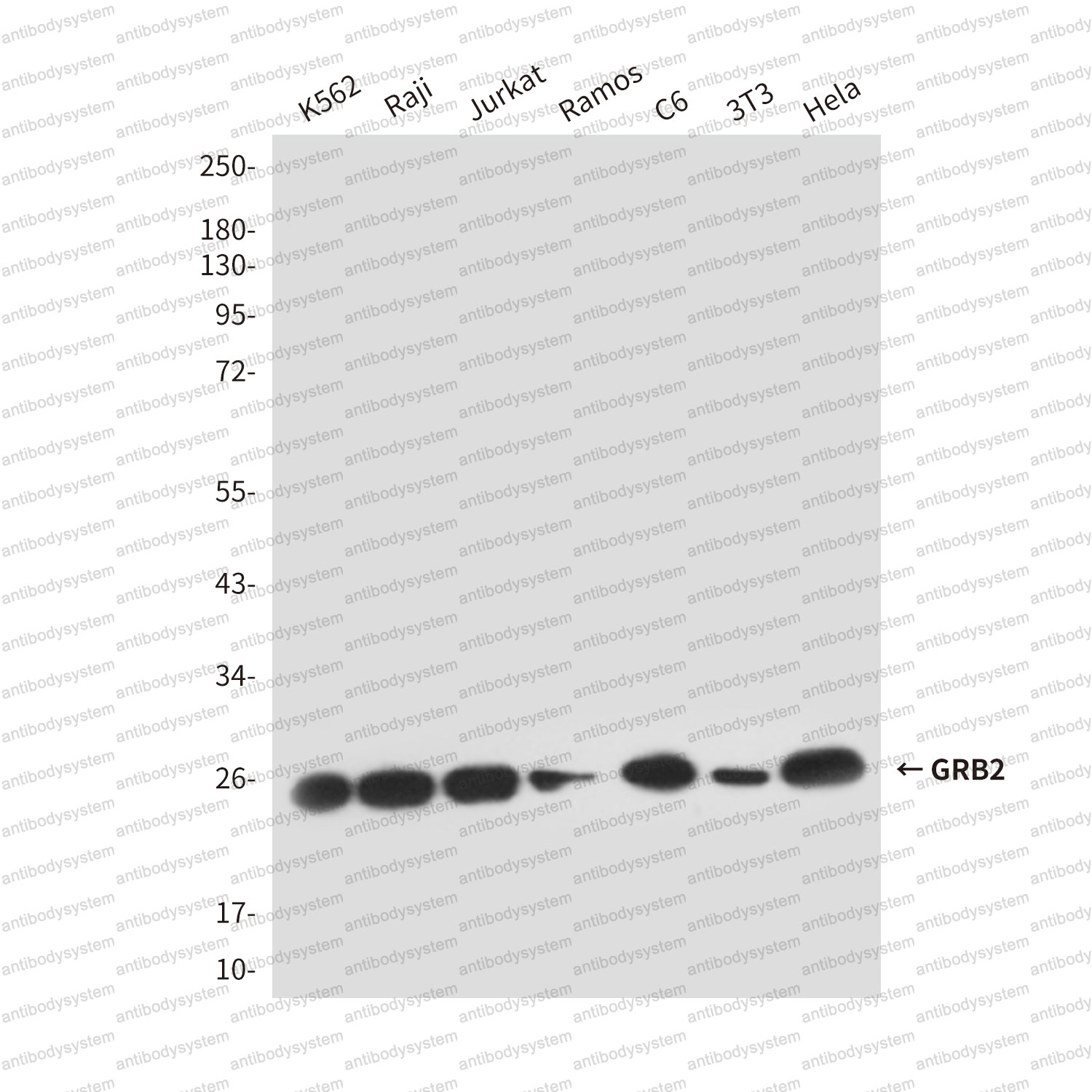 Anti-GRB2 Antibody (R3P25)