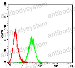 Anti-VAMP2 Antibody (R3P26)