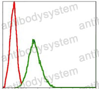 Anti-SKP1 Antibody (R3P29)