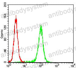 Anti-EIF5A Antibody (R3P31)