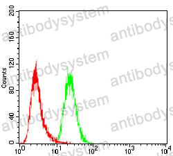 Anti-EIF5A Antibody (R3P32)