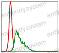 Anti-UBE2I/UBC9 Antibody (R3P34)