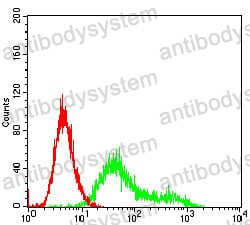 Anti-CSNK2B Antibody (R3P35)