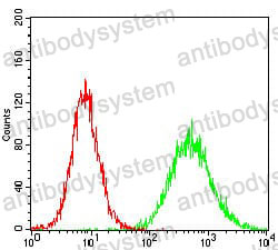 Anti-CSNK2B Antibody (R3P36)