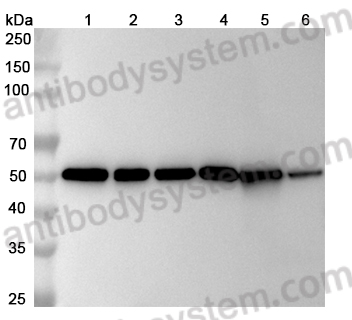 Anti-TUBA1B/Alpha Tubulin Antibody (SAA0528)