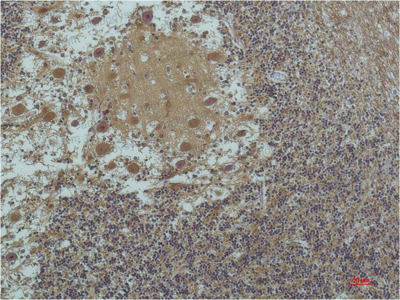 Anti-TUBA1B/Alpha Tubulin Antibody (R3P40)