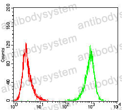 Anti-TUBA4A Antibody (R3P45)