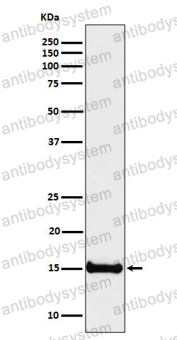 Anti-Histone H3 (dimethyl K4) Antibody (R2B03)