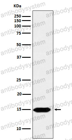 Anti-Histone H3 (formyl K122) Antibody (R2B09)
