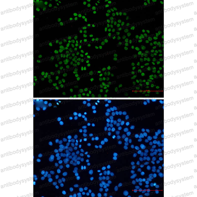 Anti-Acetyl-Histone H3 (Lys27) Antibody (R2B10)