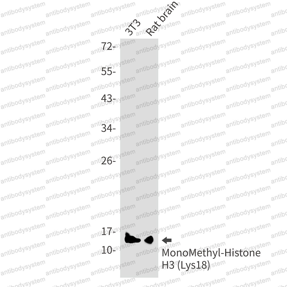 Anti-MonoMethyl-Histone H3 (Lys18) Antibody (R2B14)