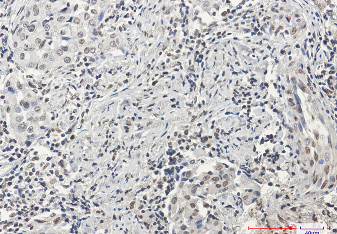 Anti-Histone H3 Antibody (R2B18)