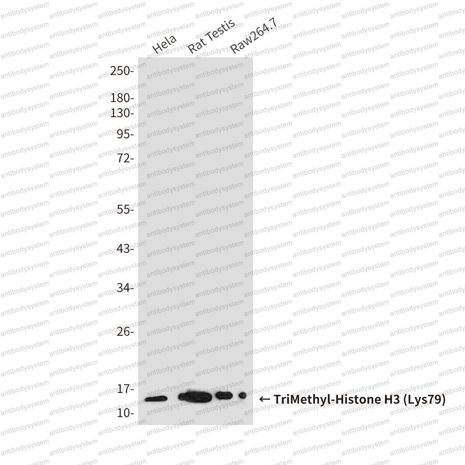 Anti-TriMethyl-Histone H3 (Lys79) Antibody (R3P47)