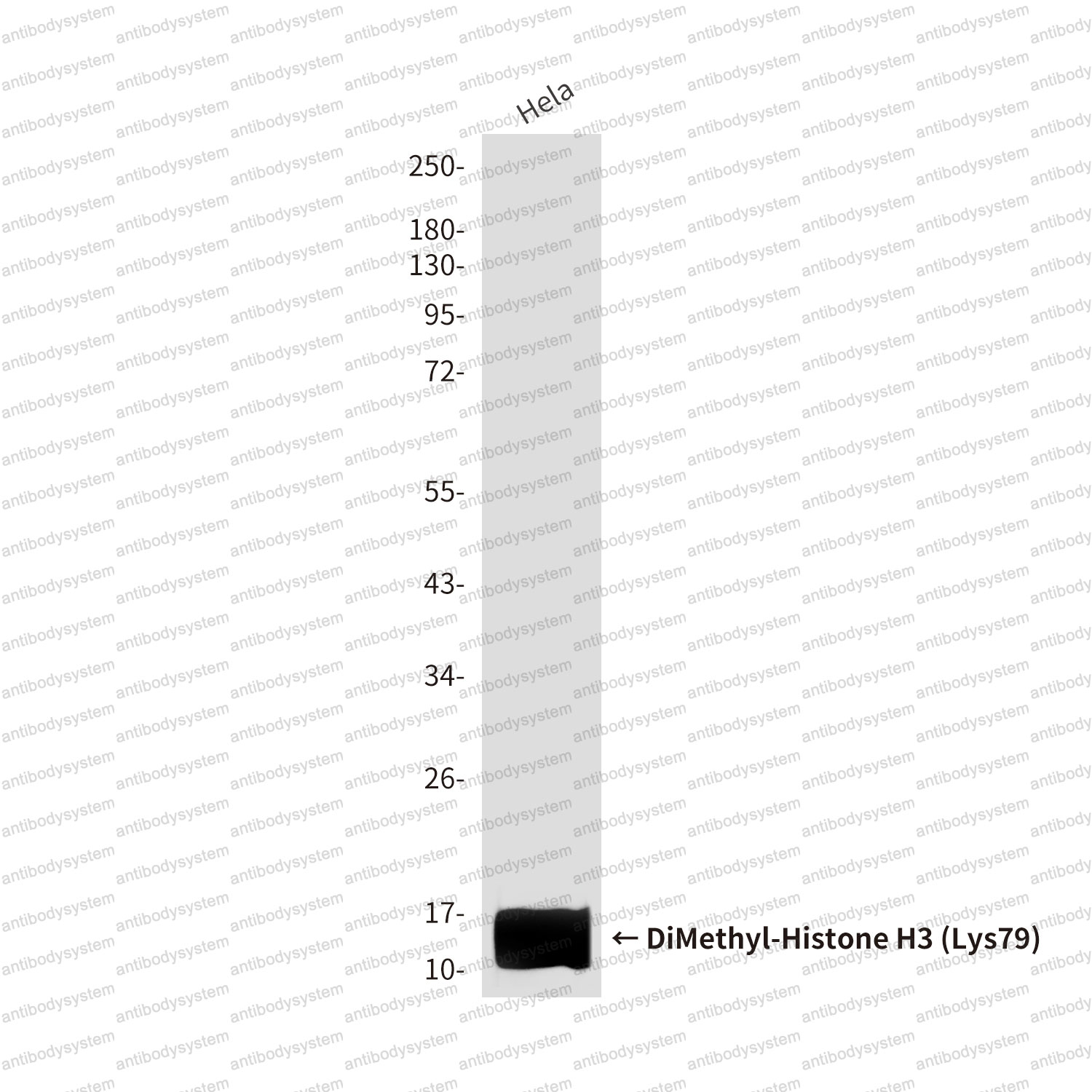 Anti-DiMethyl-Histone H3 (Lys79) Antibody (R3P48)