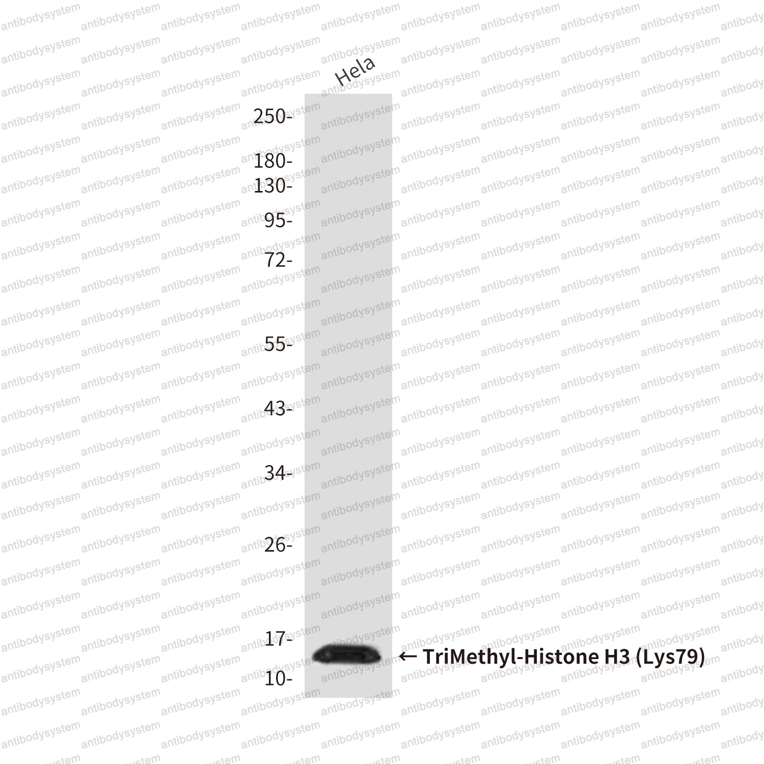 Anti-TriMethyl-Histone H3 (Lys79) Antibody (R3P49)