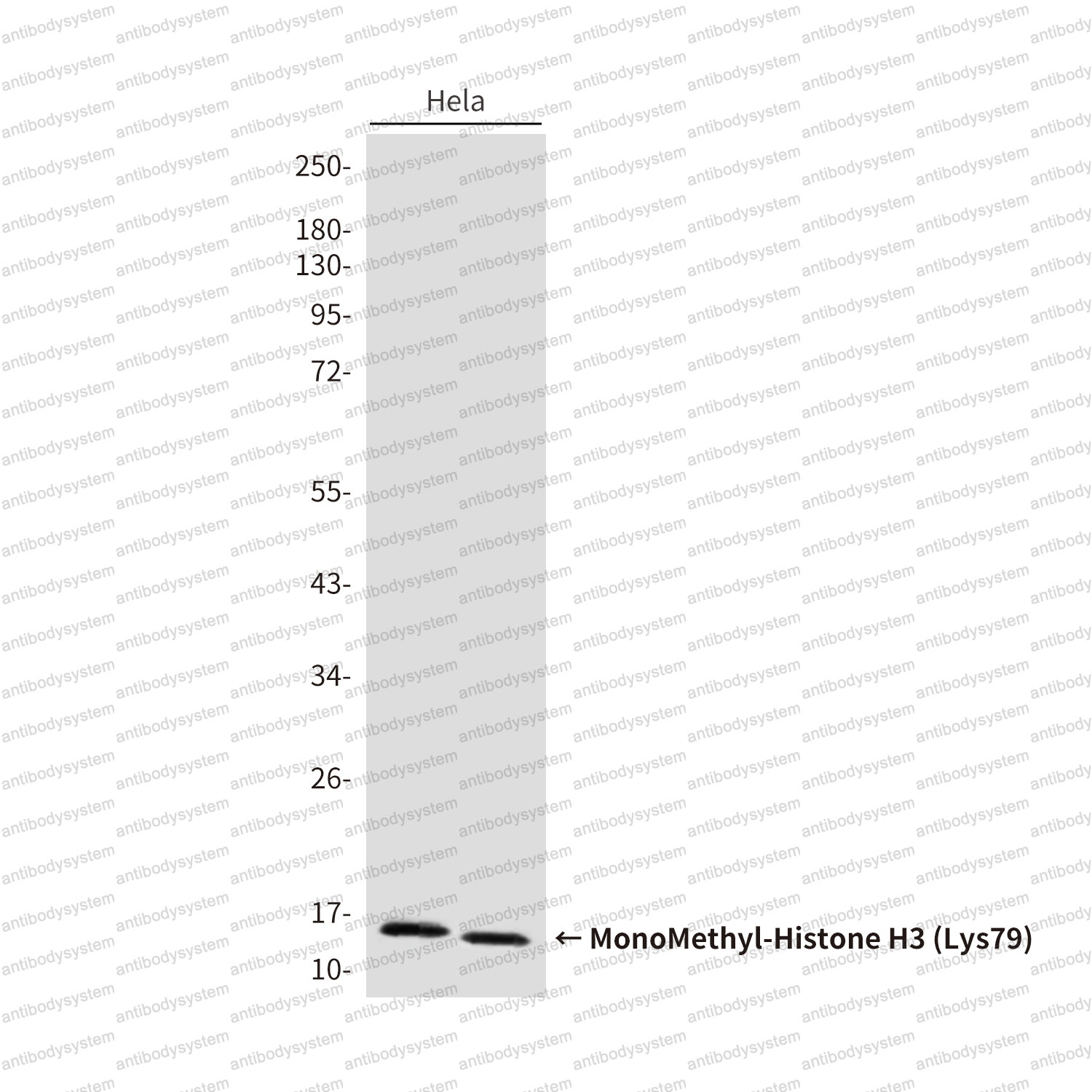 Anti-MonoMethyl-Histone H3 (Lys79) Antibody (R3P50)