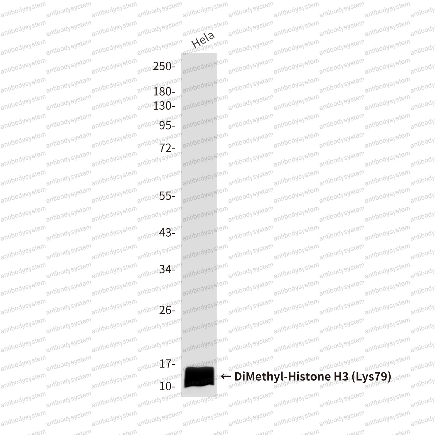 Anti-DiMethyl-Histone H3 (Lys79) Antibody (R3P51)