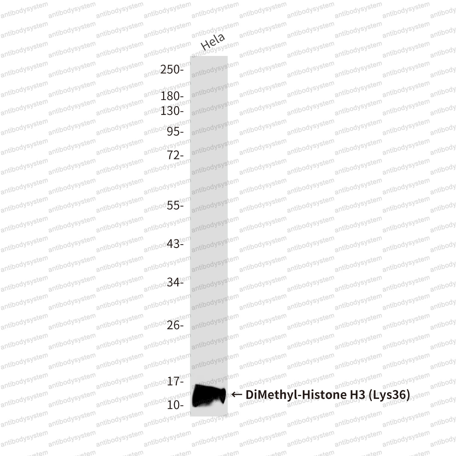 Anti-DiMethyl-Histone H3 (Lys36) Antibody (R3P52)