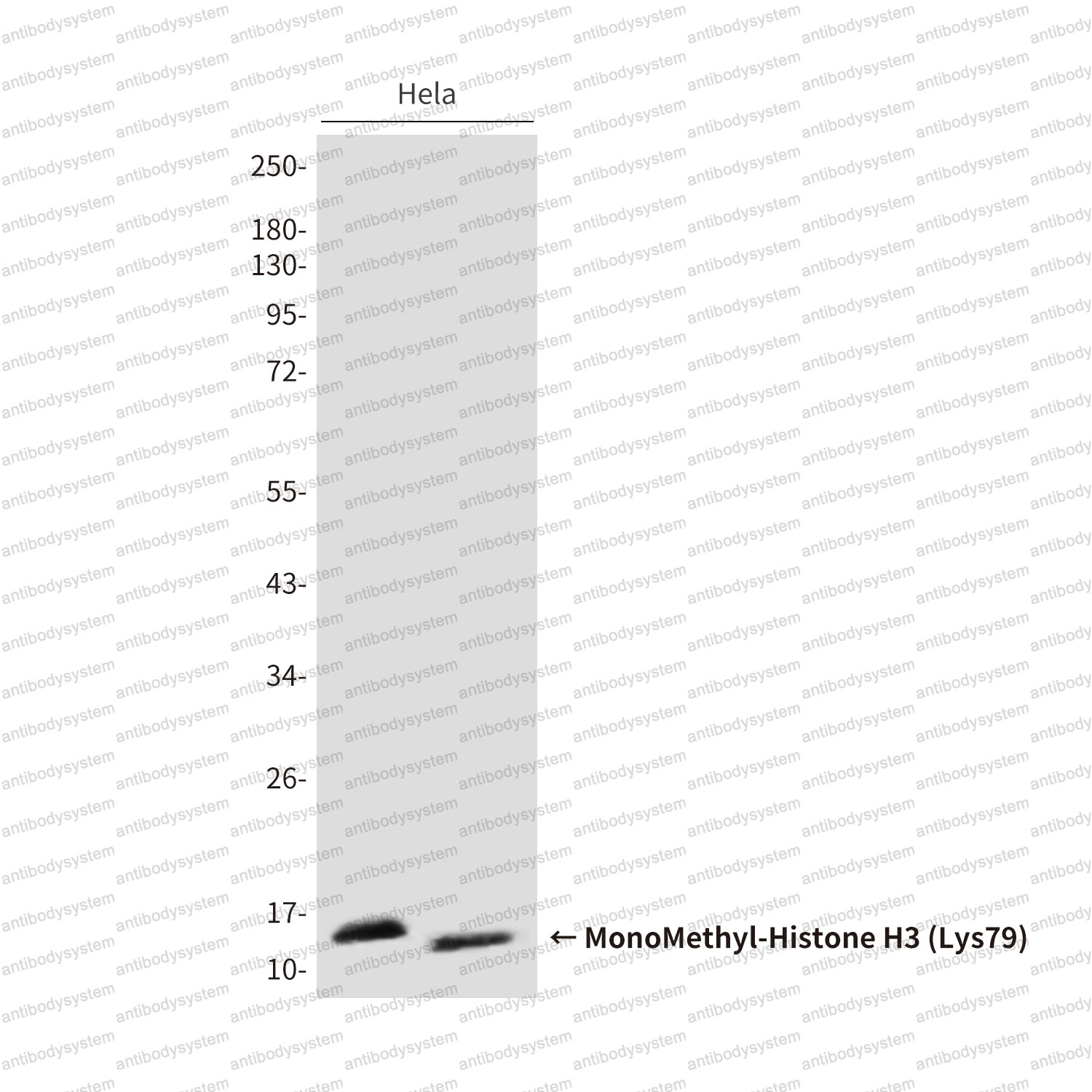 Anti-MonoMethyl-Histone H3 (Lys79) Antibody (R3P53)