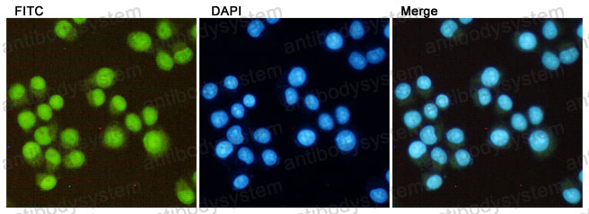 Anti-DiMethyl-Histone H3 (Lys27) Antibody (R3P54)