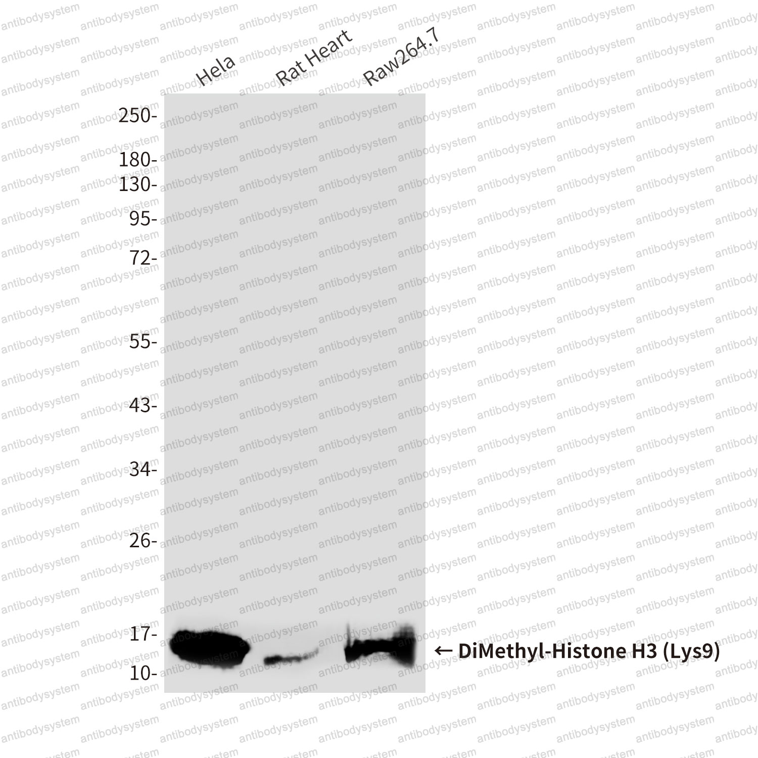 Anti-DiMethyl-Histone H3 (Lys9) Antibody (R3P55)