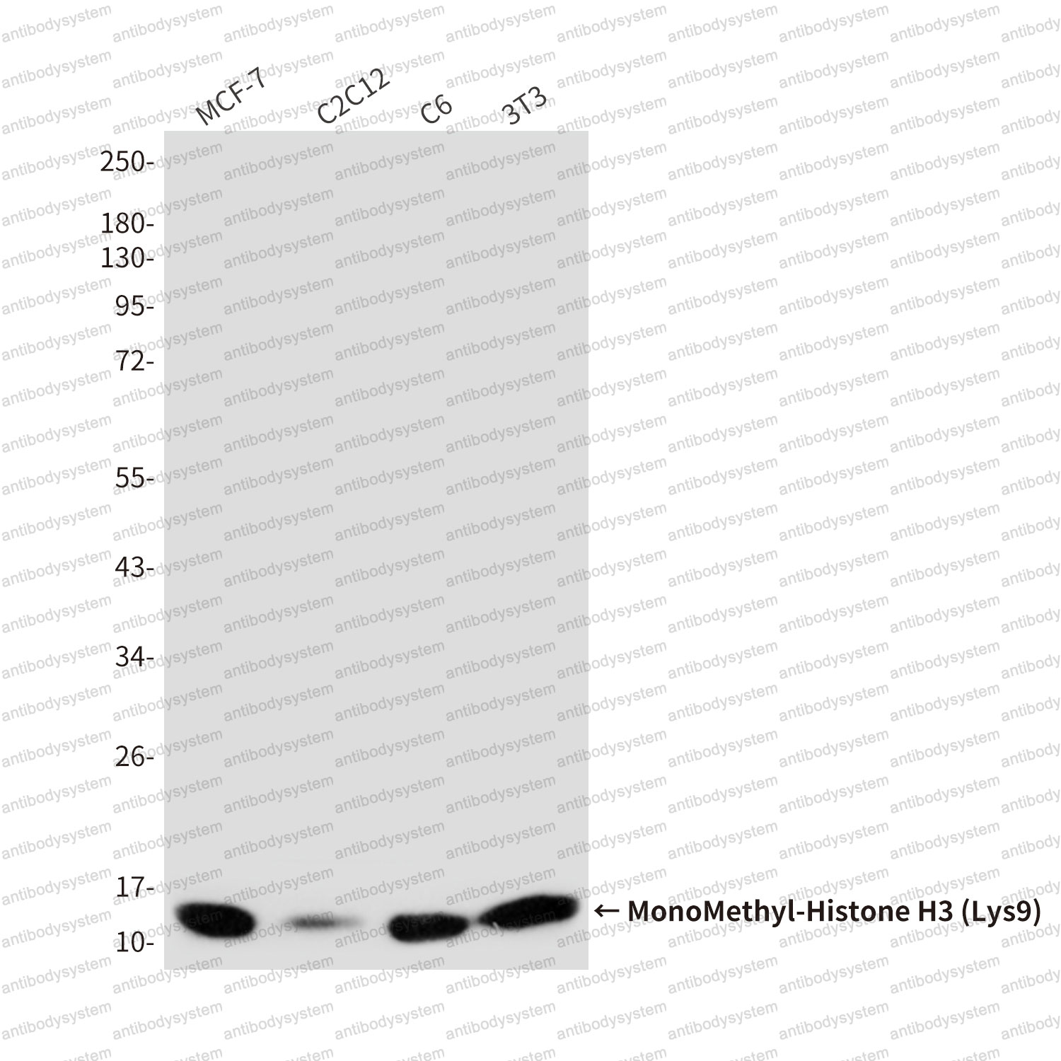 Anti-MonoMethyl-Histone H3 (Lys9) Antibody (R3P56)